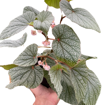 Begonia 'Frosty'