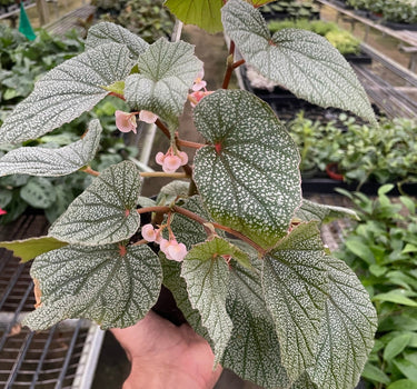 Begonia 'Frosty'