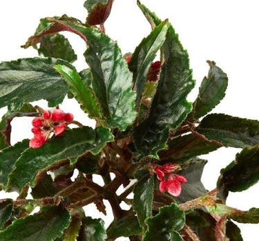 Begonia 'Miss Milly'