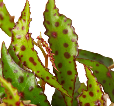 Begonia 'Pink Spotted'