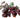 Begonia 'Rex' - 4 Pack Variety