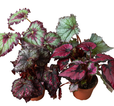Begonia 'Rex' - 4 Pack Variety