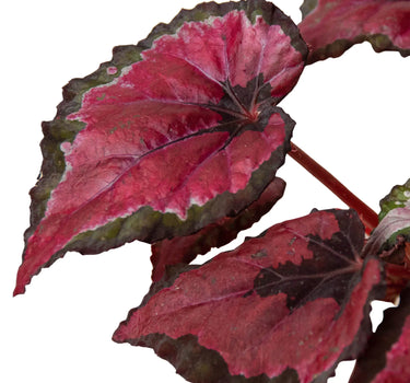Begonia 'Rex' - 4 Pack Variety