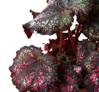 Begonia 'Rex' - 4 Pack Variety