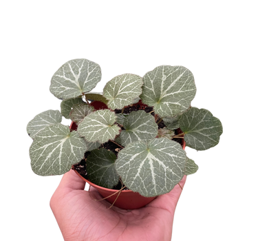 Begonia 'Strawberry'