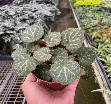 Begonia 'Strawberry'