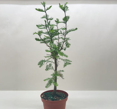Bonsai Bald Cypress