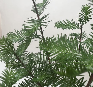 Bonsai Bald Cypress