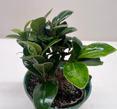 Bonsai Ficus Compacta