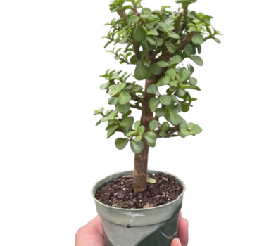 Bonsai Jade Dwarf Green