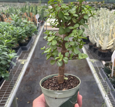 Bonsai Jade Dwarf Green