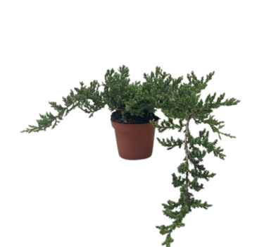 Bonsai Juniper