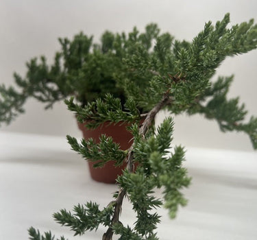 Bonsai Juniper