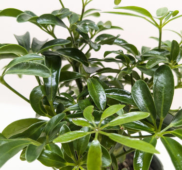 Bonsai Schefflera Arboricola