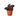 Calathea 'Dottie' - 6" Pot - NURSERY POT ONLY