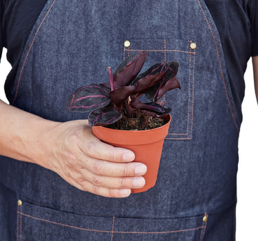 Calathea 'Dottie'
