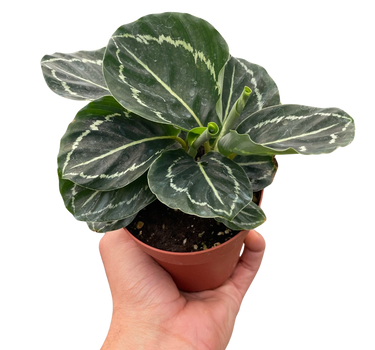 Calathea 'Green Goddess'