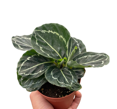 Calathea 'Green Goddess'