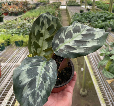 Calathea 'Kennedy'