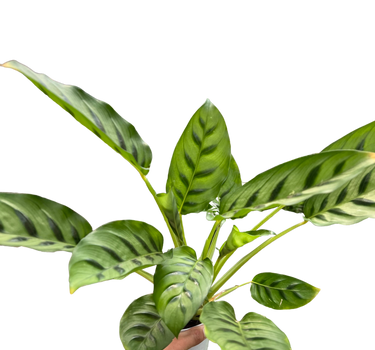 Calathea Leopardina