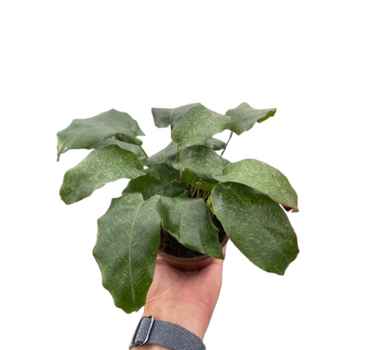 Calathea 'Musaica'