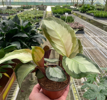 Calathea 'Picturata'