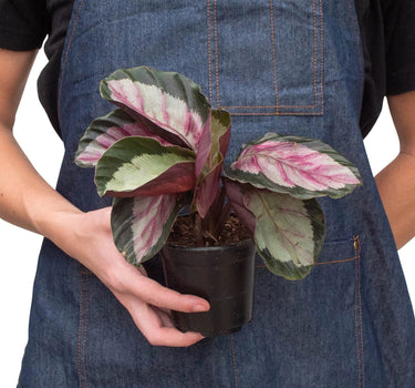 Calathea roseopicta 'Silvia'