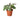 Calathea 'White Fusion' - 6" Pot - NURSERY POT ONLY