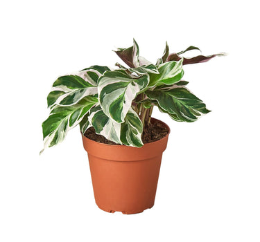 Calathea 'White Fusion' - 6" Pot - NURSERY POT ONLY