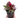 Celosia