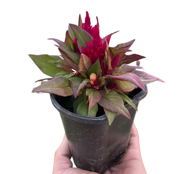 Celosia