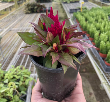 Celosia