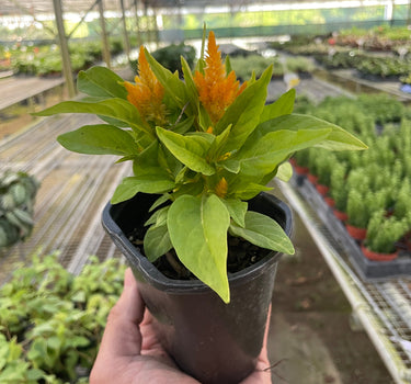 Celosia