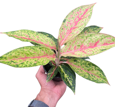 Chinese Evergreen 'Karat'