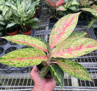 Chinese Evergreen 'Karat'