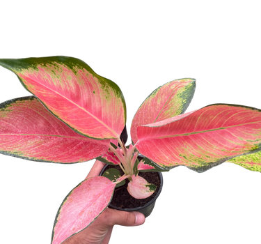 Chinese Evergreen 'Pink Pearl'