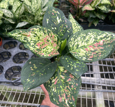 Chinese Evergreen 'Wishes'