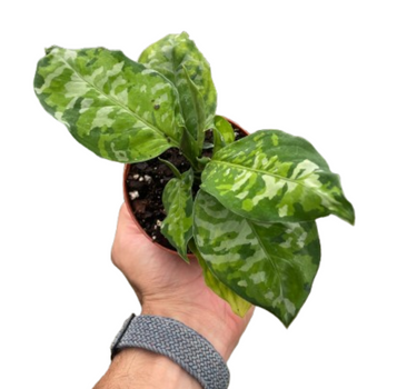 Chinese Evergreen Pictum Tricolor