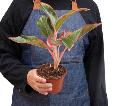Chinese Evergreen 'Red Siam'