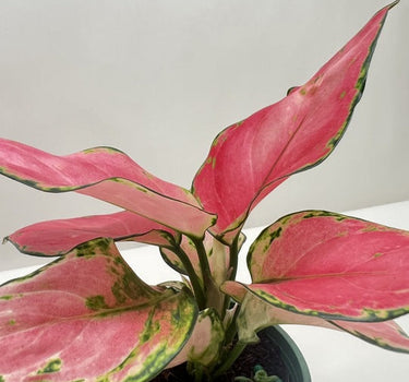 Chinese Evergreen 'Rich Red'