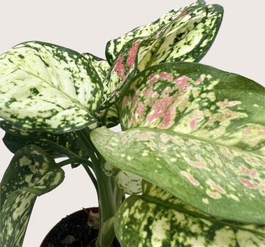 Chinese Evergreen 'Wishes'