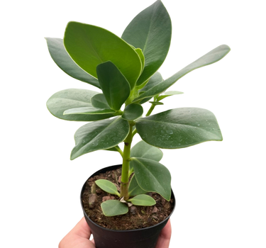 Clusia 'Princess' (Autograph Plant)