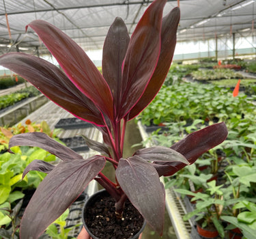 Cordyline 'Calypso Queen'