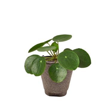 Pilea Peperomioides 'Chinese Money'