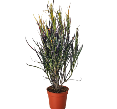 Croton 'Picasso'