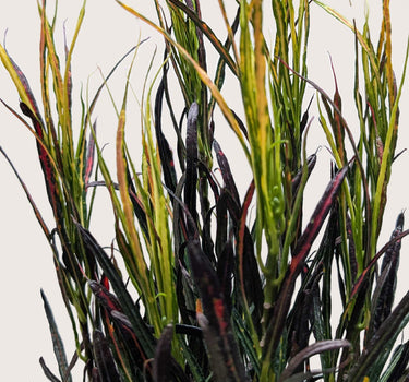 Croton 'Picasso'