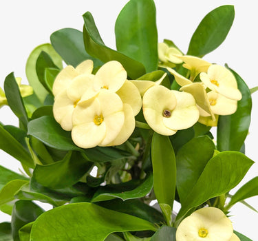 Crown of Thorns