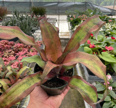 Cryptanthus 'Calypso'
