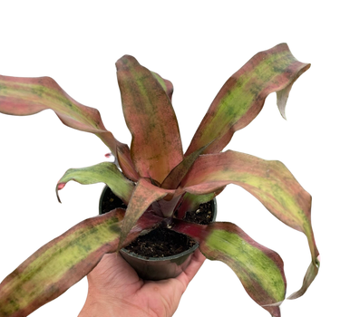 Cryptanthus 'Calypso'