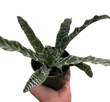 Cryptanthus 'Betty'